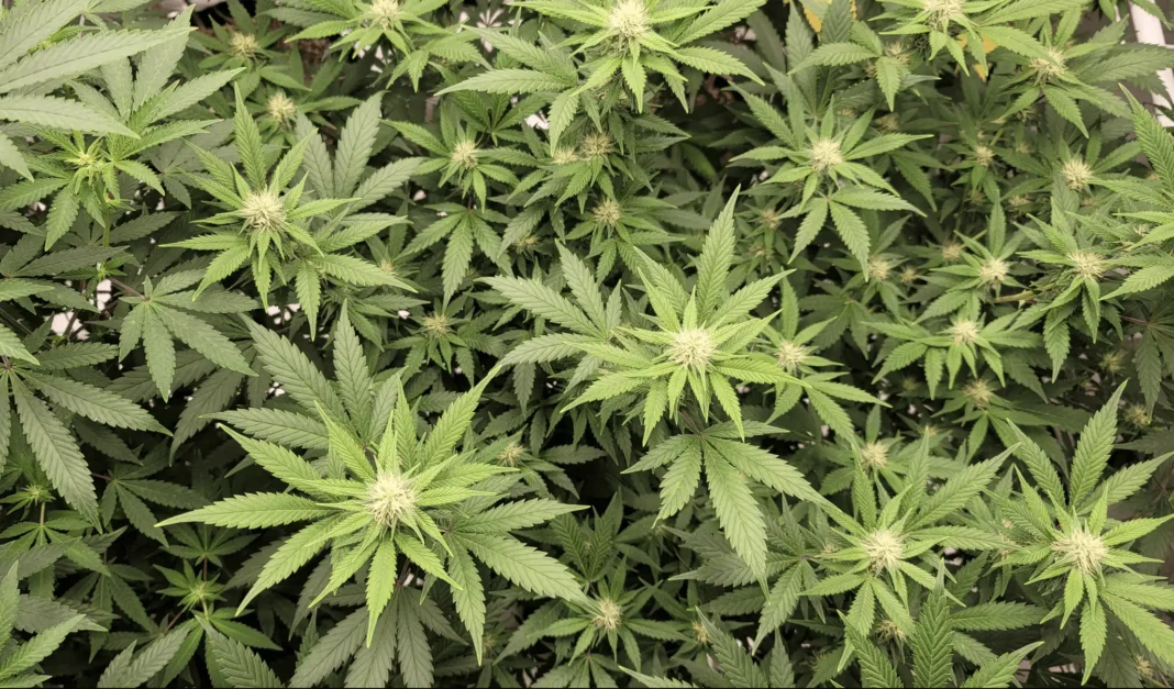 Vaporizing Marijuana Reduces Harmful Inhaled Byproducts By 99% Compared To Joint Smoking, New Study Shows - MEDCAN24