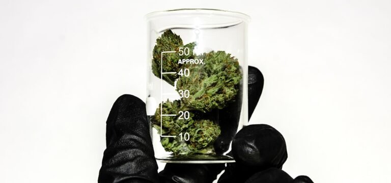 Organy regulacyjne stanu Massachusetts przeprowadzą kontrolę stężenia THC w konopiach indyjskich