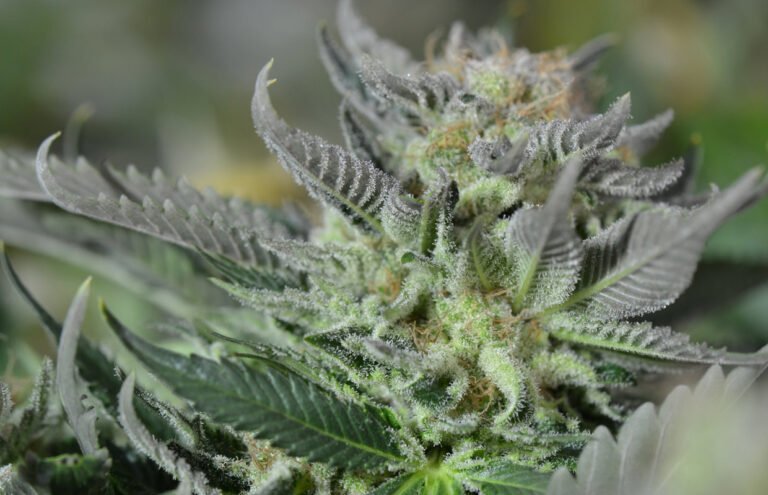 Recenzja odmiany: Blueberry Tahoe, znana również jako Blueberry Tahoe OG