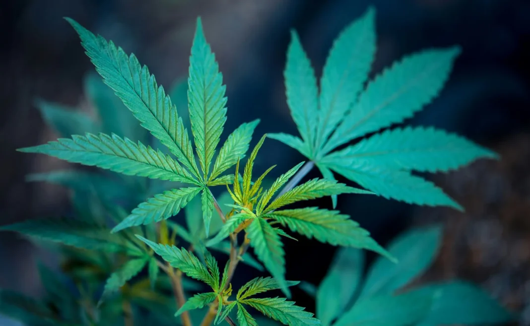 Medical Marijuana Can Be A ‘Profoundly Helpful Tool’ For Seniors Dealing With Pain And Other Maladies (Op-Ed) - MEDCAN24