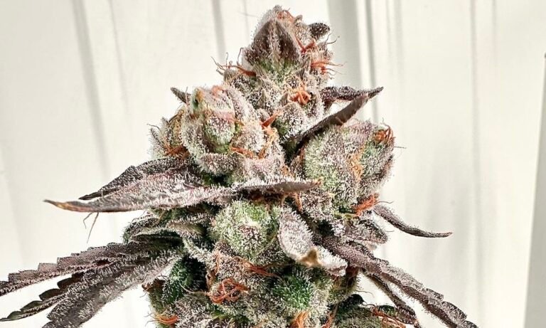 Win Diesel