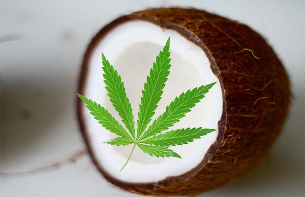 7 sposobów wykorzystania oleju kokosowego z dodatkiem konopi