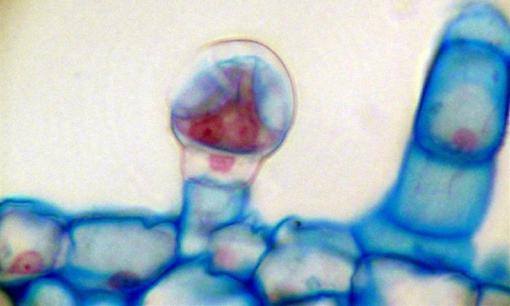 Trichomy są kluczem do uzyskania najsilniejszych kwiatów konopi