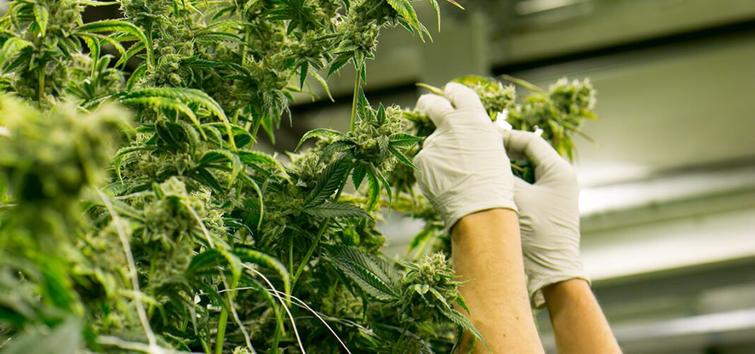 UFCW popiera przyjęcie federalnego projektu ustawy o legalizacji konopi indyjskich 
