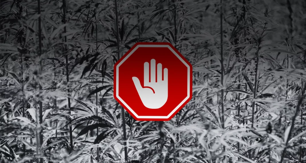 Medyczna marihuana w UE stoi w obliczu najbardziej przełomowej reformy regulacyjnej