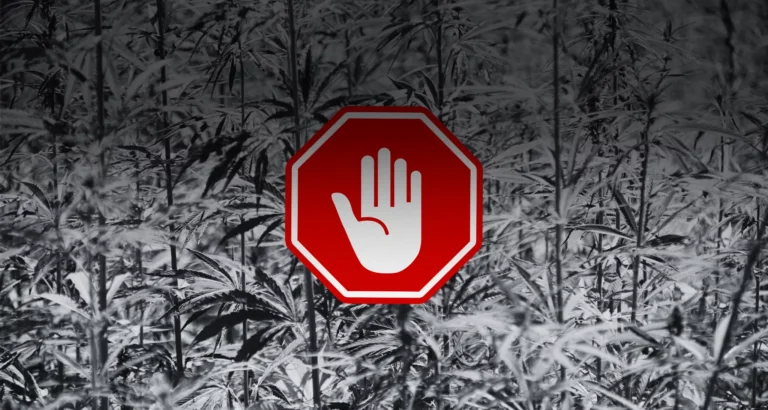 Medyczna marihuana w UE stoi w obliczu najbardziej przełomowej reformy regulacyjnej