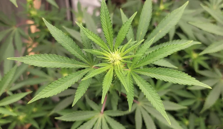 Nowe badania sugerują, że „efekt entourage” marihuany różni się w zależności od terpenów i receptorów kannabinoidowych