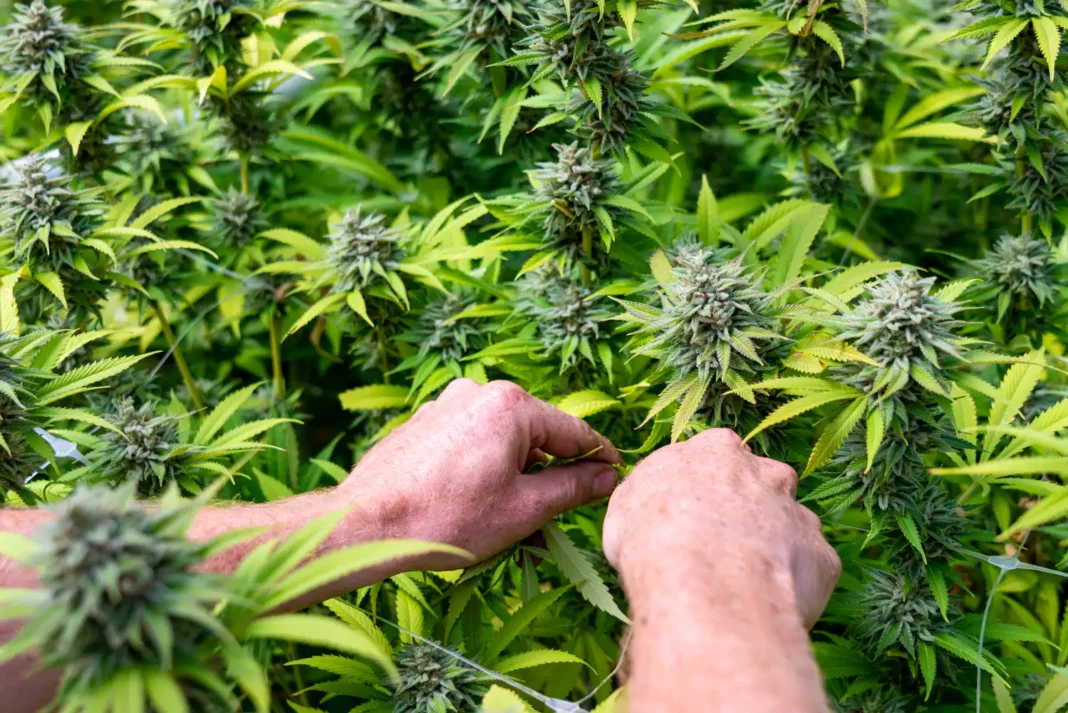 Badania wykazują, że marihuana medyczna jest „skuteczna” w łagodzeniu dolegliwości u pacjentów z zespołem niespokojnych nóg