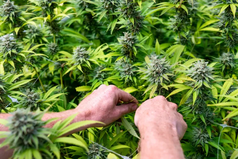 Badania wykazują, że marihuana medyczna jest „skuteczna” w łagodzeniu dolegliwości u pacjentów z zespołem niespokojnych nóg